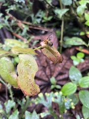 Gymnelia