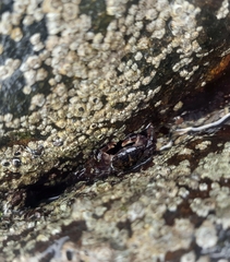 Pachygrapsus transversus