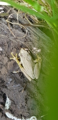 Litoria