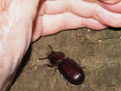 Pharochilus rugiceps