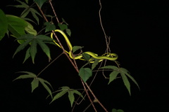 Ahaetulla farnsworthi