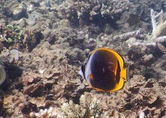 Chaetodon flavirostris