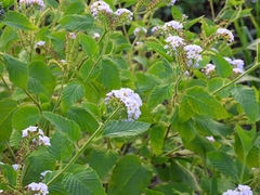 Heliotropium nicotianifolium
