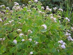 Heliotropium nicotianifolium