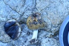 Coprinellus bipellis
