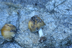 Coprinellus bipellis