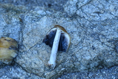 Coprinellus bipellis