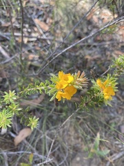 Pultenaea tuberculata