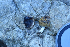 Coprinellus bipellis