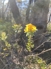 Pultenaea tuberculata