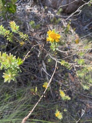 Pultenaea tuberculata
