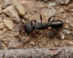 Rhytidoponera tasmaniensis