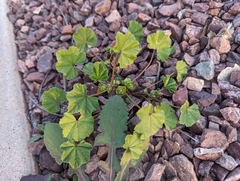 Malva parviflora