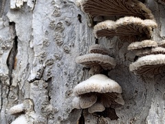 Schizophyllum commune