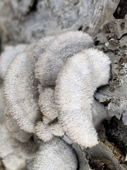 Schizophyllum commune