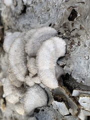 Schizophyllum commune