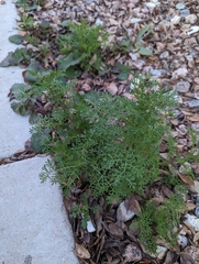 Oncosiphon pilulifer