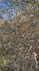 Psorothamnus spinosus