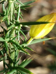 Ulex minor