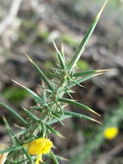 Ulex minor
