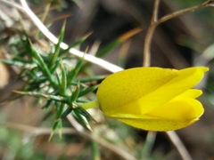 Ulex minor