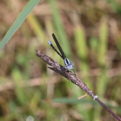 Argia fumipennis