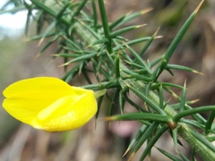 Ulex minor