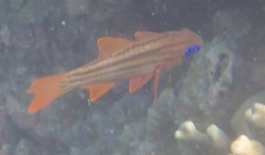 Ostorhinchus compressus