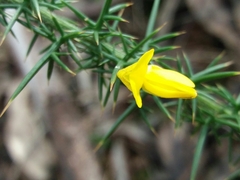 Ulex minor