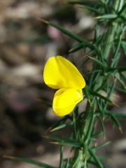 Ulex minor