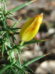 Ulex minor