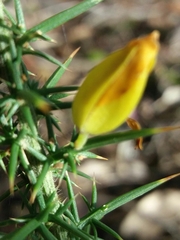 Ulex minor
