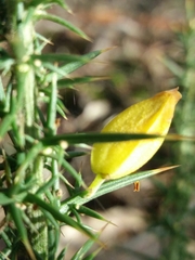 Ulex minor