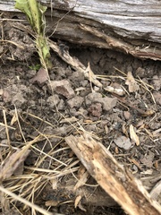 Myrmecia pilosula