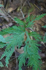 Selaginella pallescens