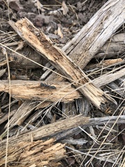 Myrmecia pilosula
