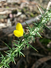 Ulex minor