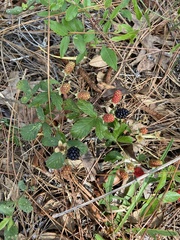 Rubus cuneifolius