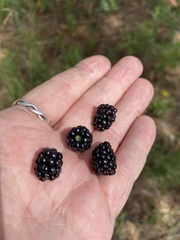 Rubus cuneifolius