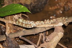 Craspedocephalus malabaricus