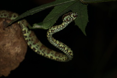 Craspedocephalus malabaricus