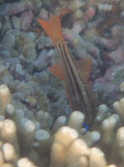 Ostorhinchus compressus