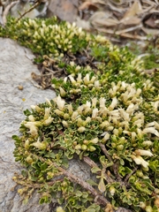 Baccharis caespitosa