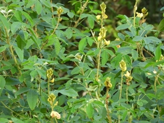 Crotalaria micans