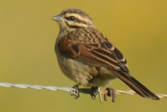 Emberiza capensis