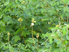 Crotalaria micans