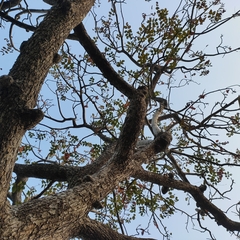 Lannea coromandelica