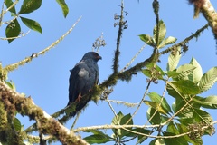 Cryptoleucopteryx plumbea