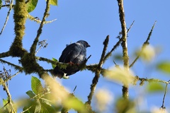 Cryptoleucopteryx plumbea