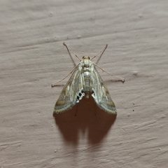 Eoophyla sejunctalis